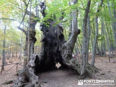 Senderismo por El Castañar de El Tiemblo - Senderismo Ávila